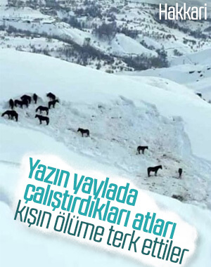 Hakkari’de ölüme terk edilen at sürüsü