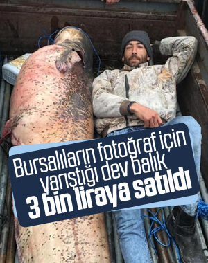 Bursa'da dev yayın balığı ilgi gördü
