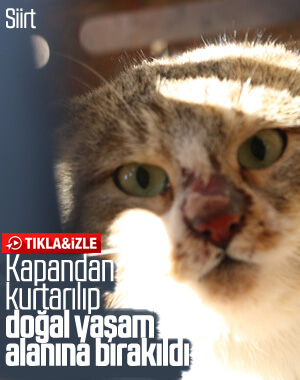 Siirt'te tuzağa yakalanan yaban kedisi