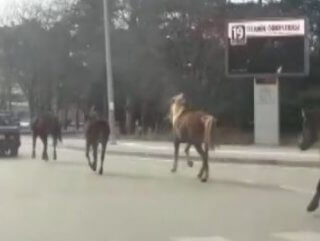 Bursa'da otomobiline bağladığı atları koşturdu