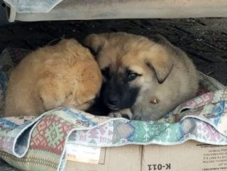 Erzincan'da yavru köpeklerin soğukla mücadelesi