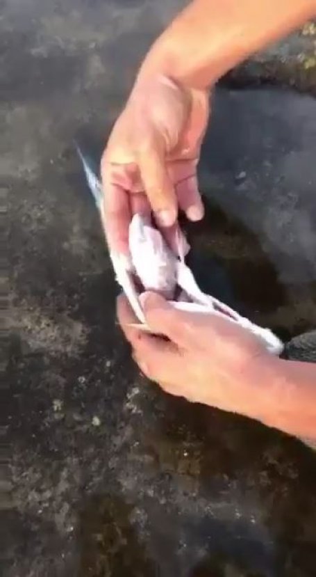 Doğaya atılan çöpler hayvanları öldürüyor