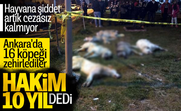 Sokak köpeklerini zehirleyen 3 kişiye 10 yıl hapis