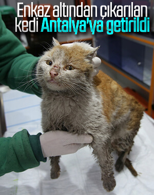 Enkaz altından çıkarılan kedi artık Antalya'da