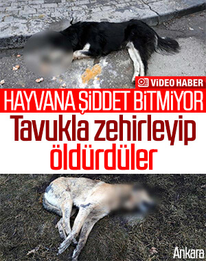 Ankara'da 20 sokak hayvanı zehirlenerek öldürüldü