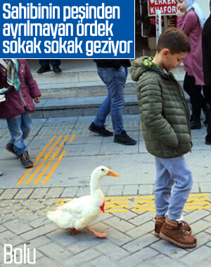 Caddede sahibinin arkasından yürüyen ördek