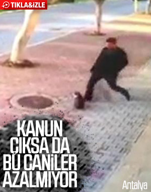 Marketin önündeki kedilere tekme attı