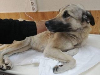 Motosikletle sürüklenen köpek ölmek üzereyken bulundu