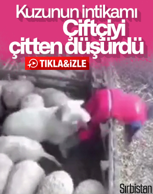 Çiftçinin açığını kollayıp intikam alan koyun