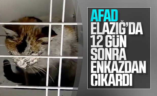 Elazığ'da enkaz altındaki kedi, 12 gün sonra kurtarıldı