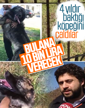 Demirleri kesip cins köpeği çaldılar