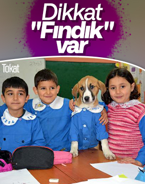 Tokat'ta yaralı bulunan köpek okulun maskotu oldu