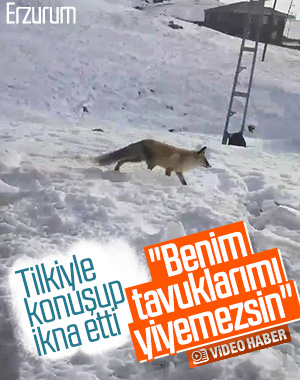 Erzurum'da kümes sahibi adam tilkiyle sohbet etti