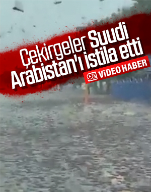 Suudi Arabistan'da çekirge istilası