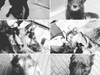 Polonya'da 6 polis köpeği haşlanarak can verdi