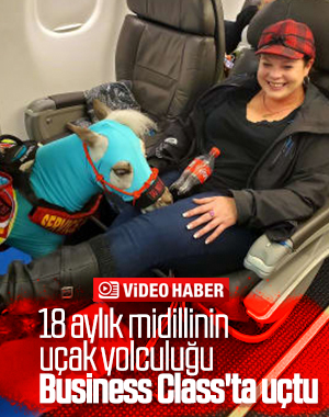 18 aylık midilli, Business Class'ta uçtu