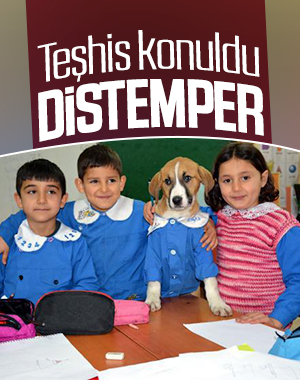 Fındık, tedavi için Ankara'ya götürüldü