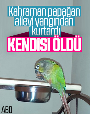 ABD'de kahraman papağan aileyi yangından kurtardı