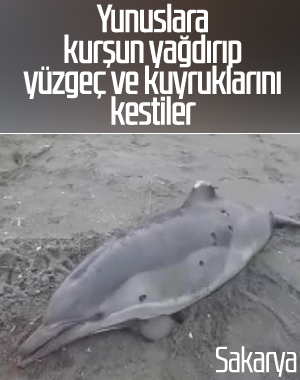 Sakarya'da yunuslara ateş edip yüzgeçlerini kestiler