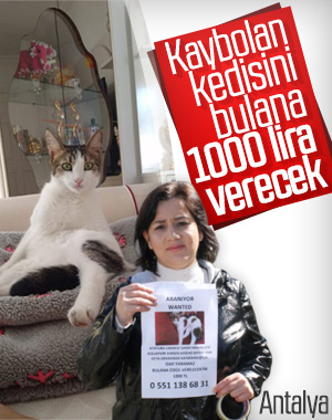 Kaybolan kedisinin başına ödül koydu