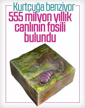 555 milyon yıllık bir canlının fosili bulundu