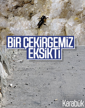 Karabük'ü çekirgeler sardı