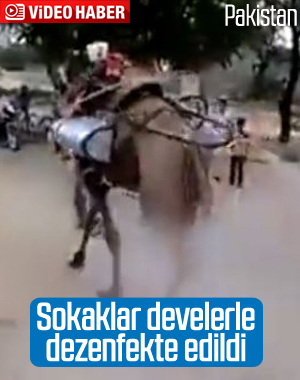 Koronavirüse karşı deveyle ilaçlama