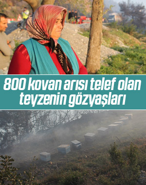 800 arı kovanı yanan teyze, gözyaşlarına boğuldu