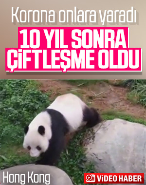 Pandalar 10 yıl sonra çiftleşti