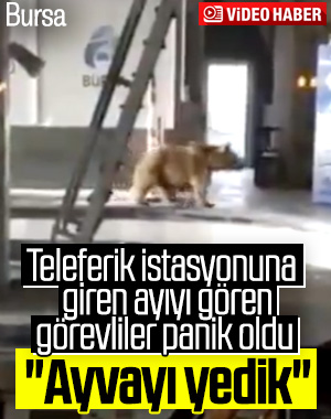 Bursa'da teleferik istasyonuna giren ayı