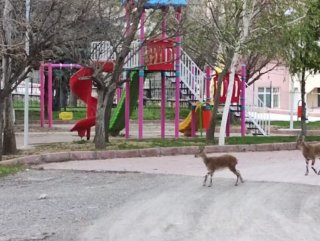 Tunceli sokakları yaban keçilerine kaldı