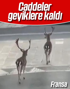 Fransa caddelerinde halk yerine geyikler gezdi