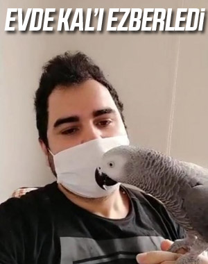 Evde Kal sloganını ezberleyen papağan