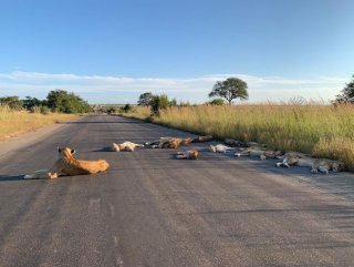Kruger Ulusal Parkı’ndaki aslanlar yola indi