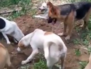 Olen Arkadaslarini Gomen Kopekler Duygulandirdi