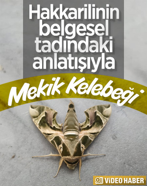 Nadir görülen Mekik Kelebeği, Hakkari'de ortaya çıktı