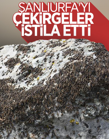 Siverek’te çekirge istilası