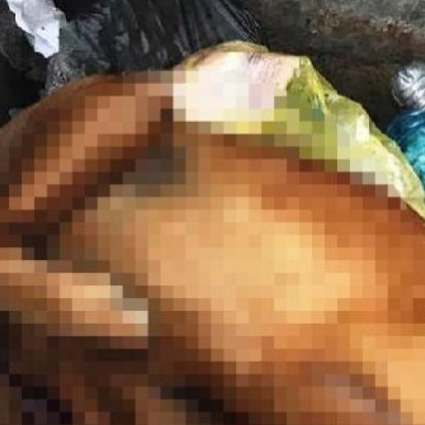 Bodrum'da bir çoban, köpeği öldürüp çöpe attı