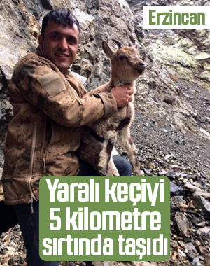 Yaralı dağ keçisini 5 kilometre boyunca sırtında taşıdı