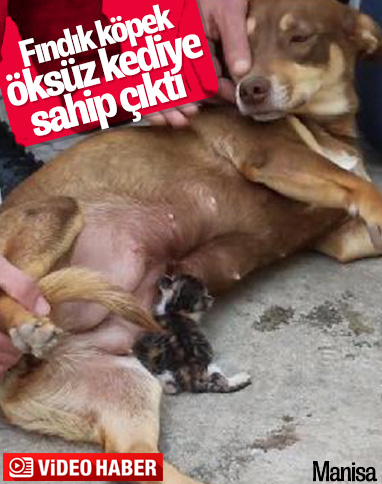 Fındık köpek, yeni doğmuş kedi yavrusunu anne oldu