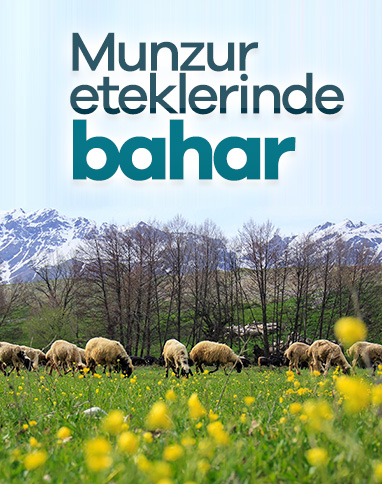 Ovacık, ilkbaharda görsel şölen sunuyor