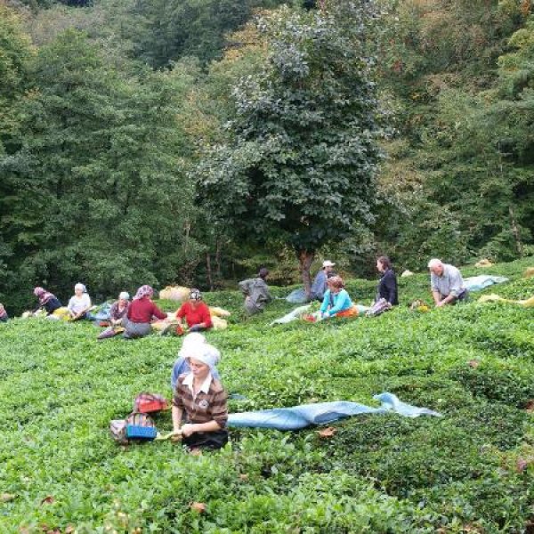 Çay hasadına formül aranıyor