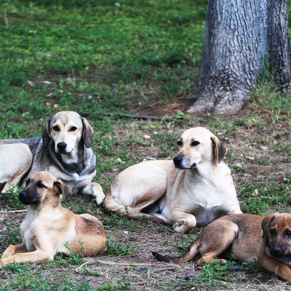 Antalya’da 5 yavru köpek ölü bulundu