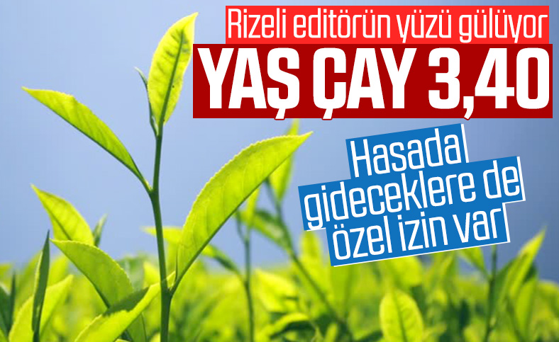 Yaş çay alımı, destekle 3 lira 40 kuruş oldu