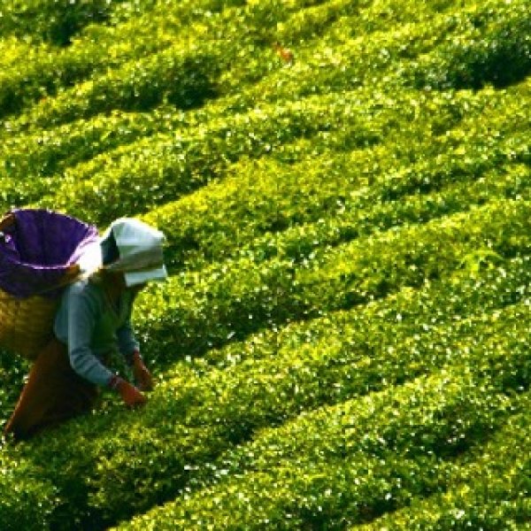 Trabzon'a gelen çay üreticileri 30 gün şehirden ayrılamayacak