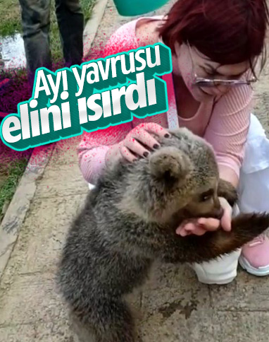 Emel Müftüoğlu'na yavru ayı saldırdı