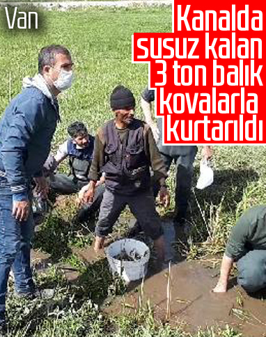 Ölmek üzere olan 3 ton balığı kovalarla taşıdılar