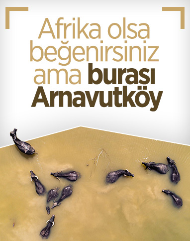 Arnavutköy'de mandaların serinleme anı