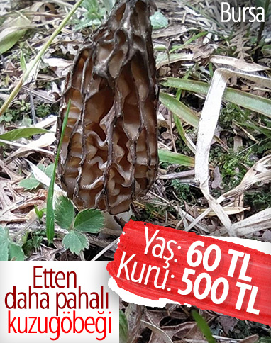 Kuzugöbeği mantarın fiyatı dudak uçuklatıyor