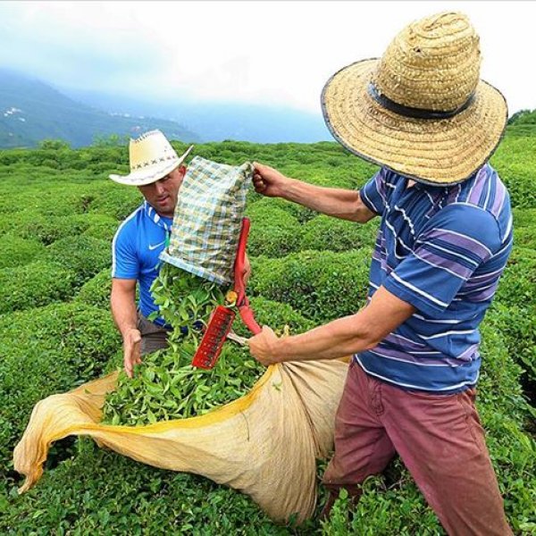 Rize'ye çay için gelecek yaklaşık 20 bin kişi önlem alındı